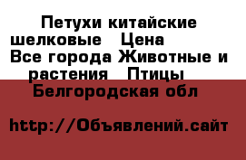 Петухи китайские шелковые › Цена ­ 1 000 - Все города Животные и растения » Птицы   . Белгородская обл.